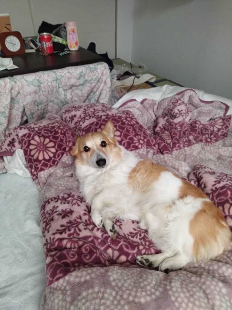 チャンプちゃん