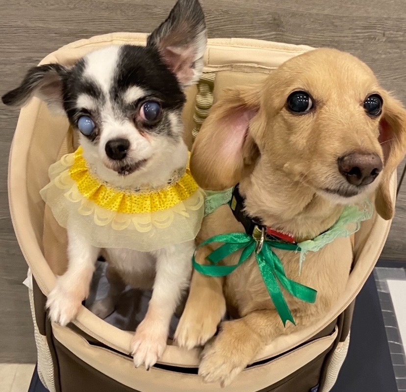 マロンちゃん&イリゼちゃん