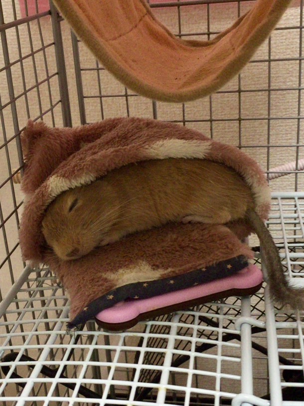 ぴーすけちゃん