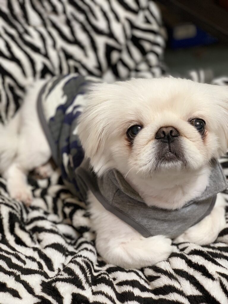 犬（ケン）ちゃん