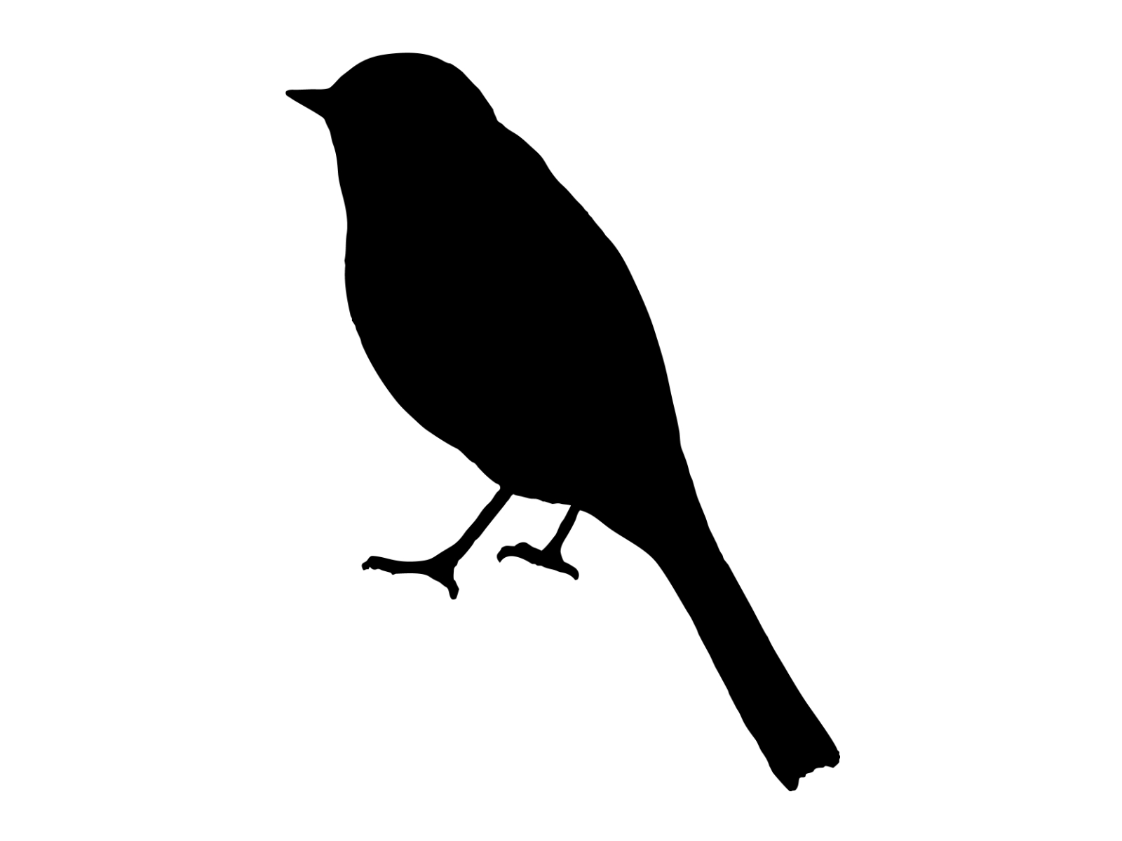 鳥　ペット　下層