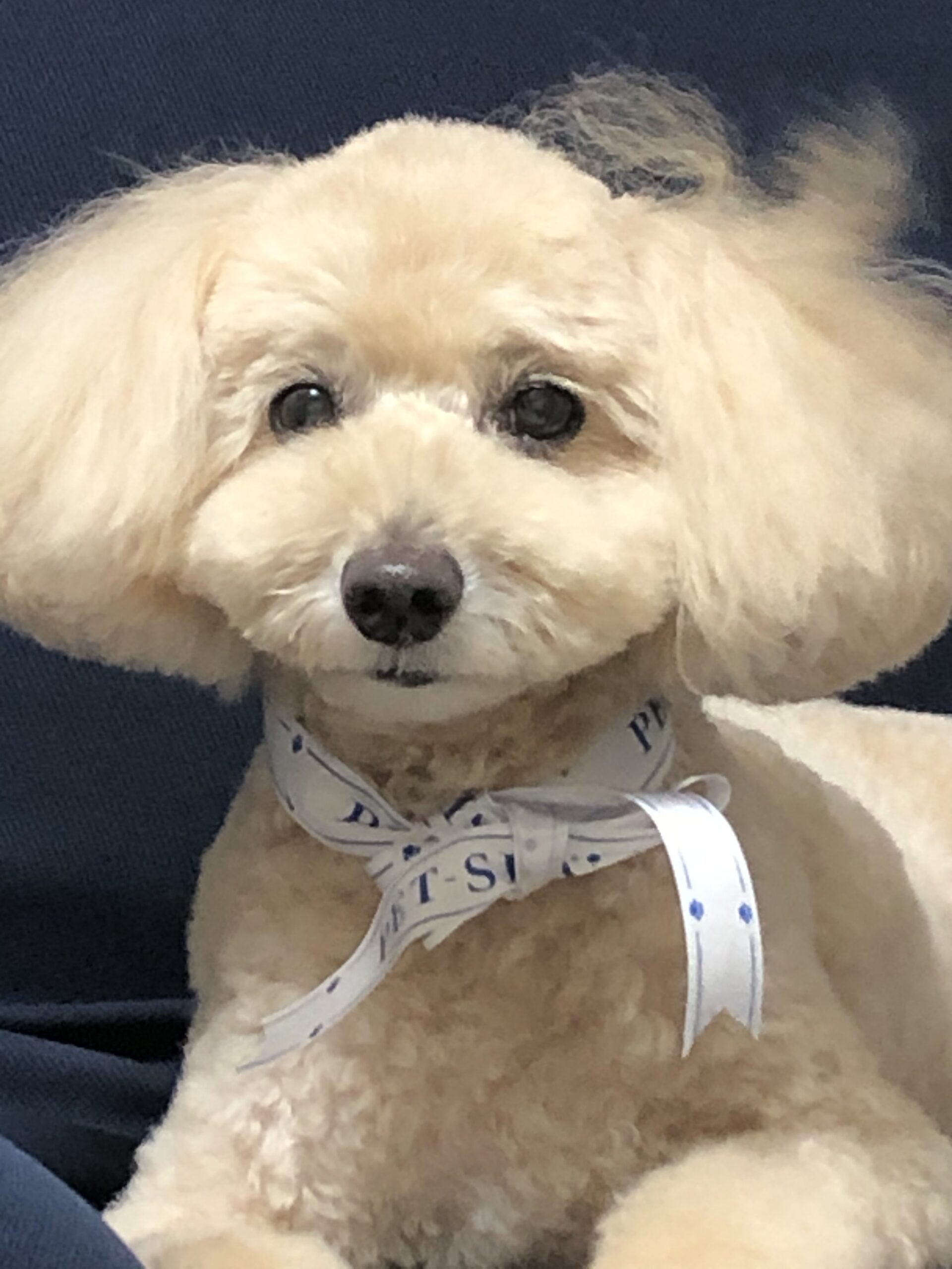 ショコラちゃん