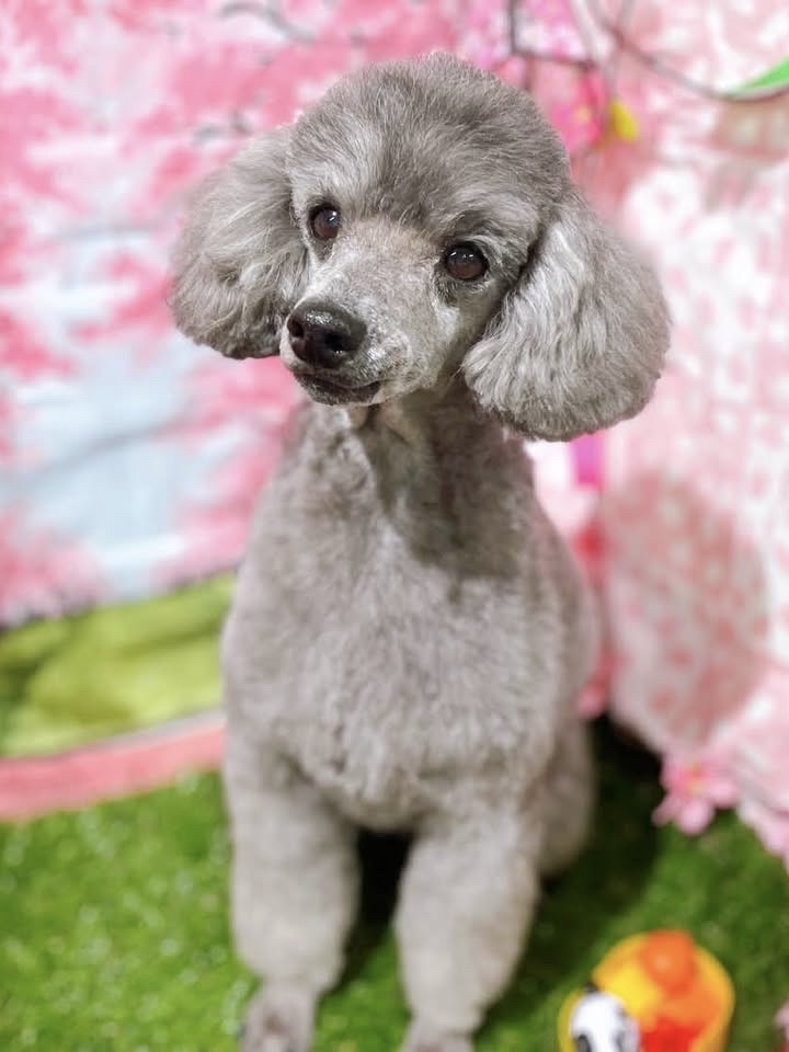 ダーウィンちゃん